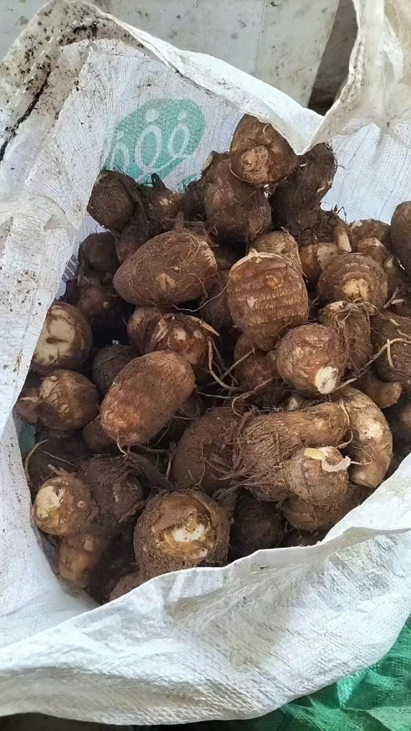 芋头产地直发，大中小球通货，随到随装，代发全国，保证质量