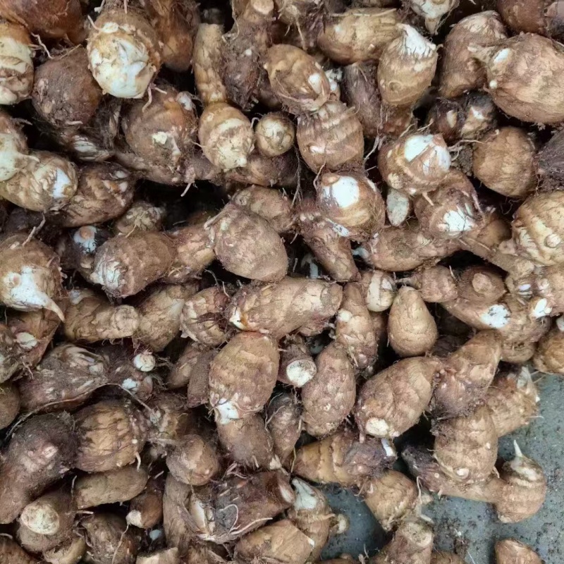 芋头产地直发，大中小球通货，随到随装，代发全国，保证质量