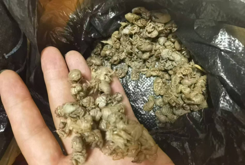 量大从优蝉壳