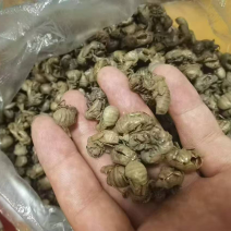 量大从优蝉壳