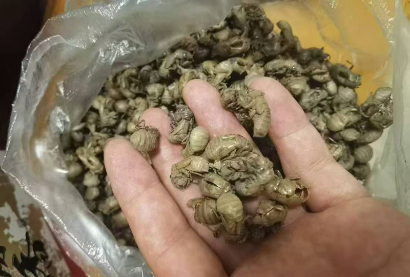 量大从优蝉壳