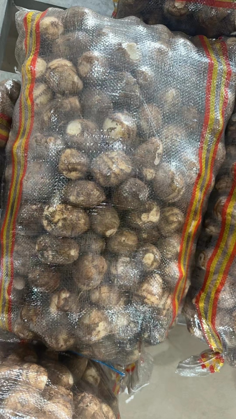 现挖芋头大量上市可按需分拣电商社区团购商超供应