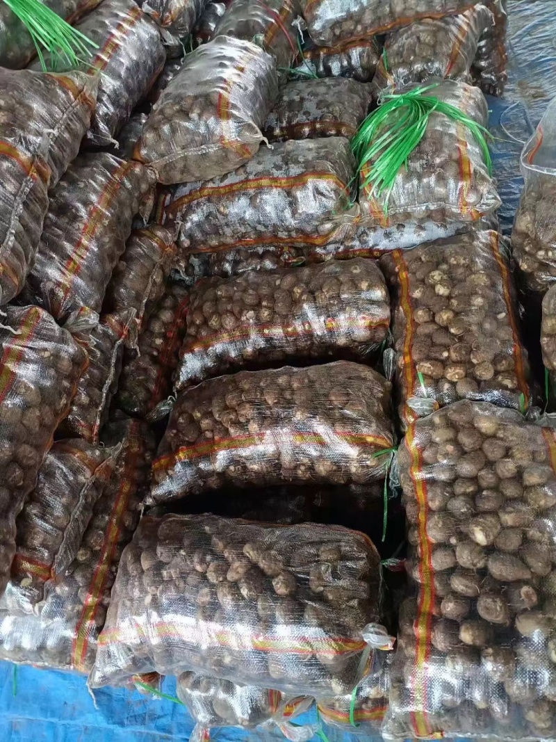现挖芋头大量上市可按需分拣电商社区团购商超供应