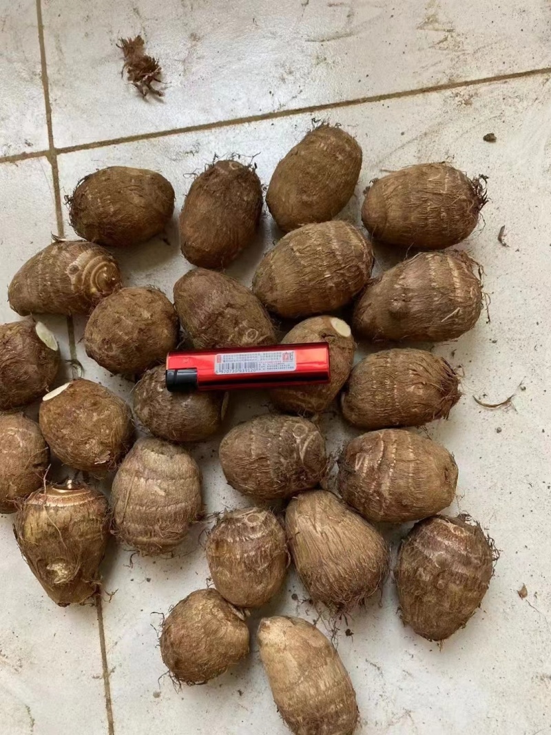现挖芋头大量上市可按需分拣电商社区团购商超供应