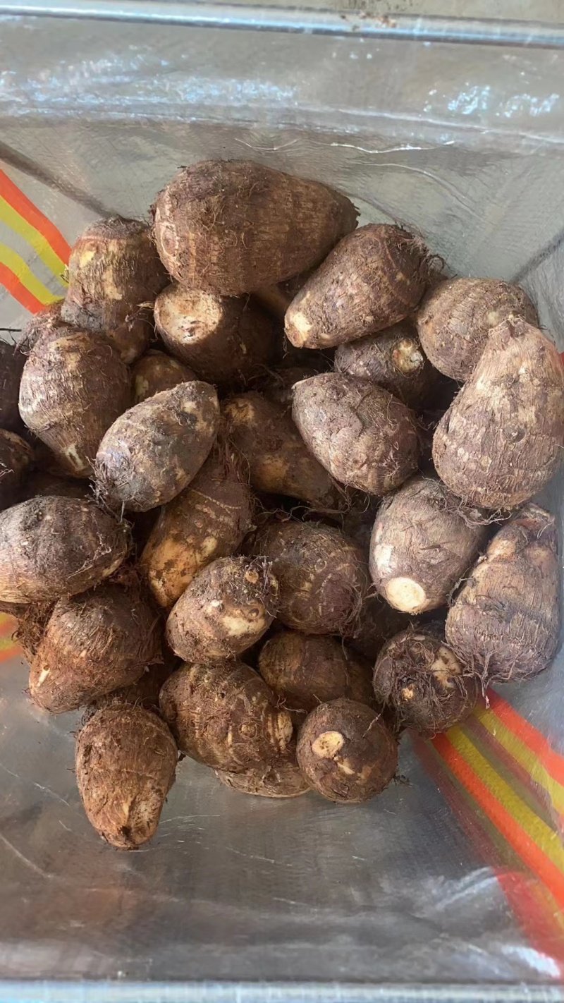 现挖芋头大量上市可按需分拣电商社区团购商超供应