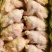 老母鸡，11公斤一件，7-12只都有，全净膛