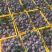 玫瑰释迦产地代办供应全国批发市场社区团购常年两季果期