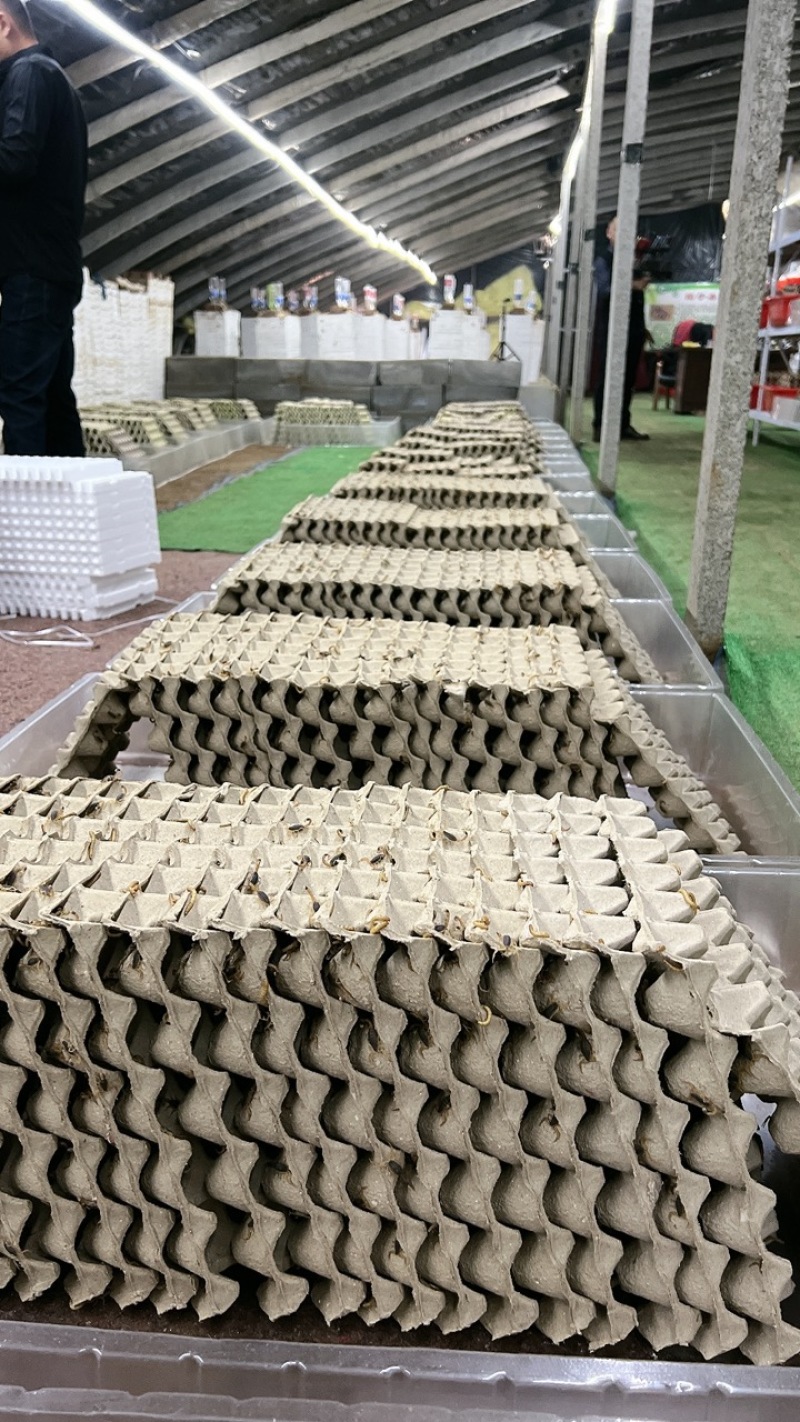 精品大母蝎