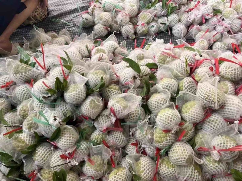 林檎释迦产地一手代办支持全国批发市场社区团购落地配