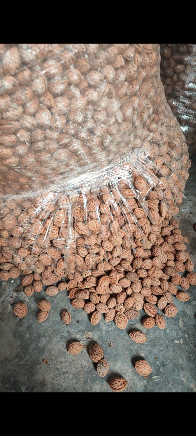 毛桃核种子，产地直发，一级品质，大量货源，欢迎咨询