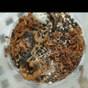 二零蝎苗