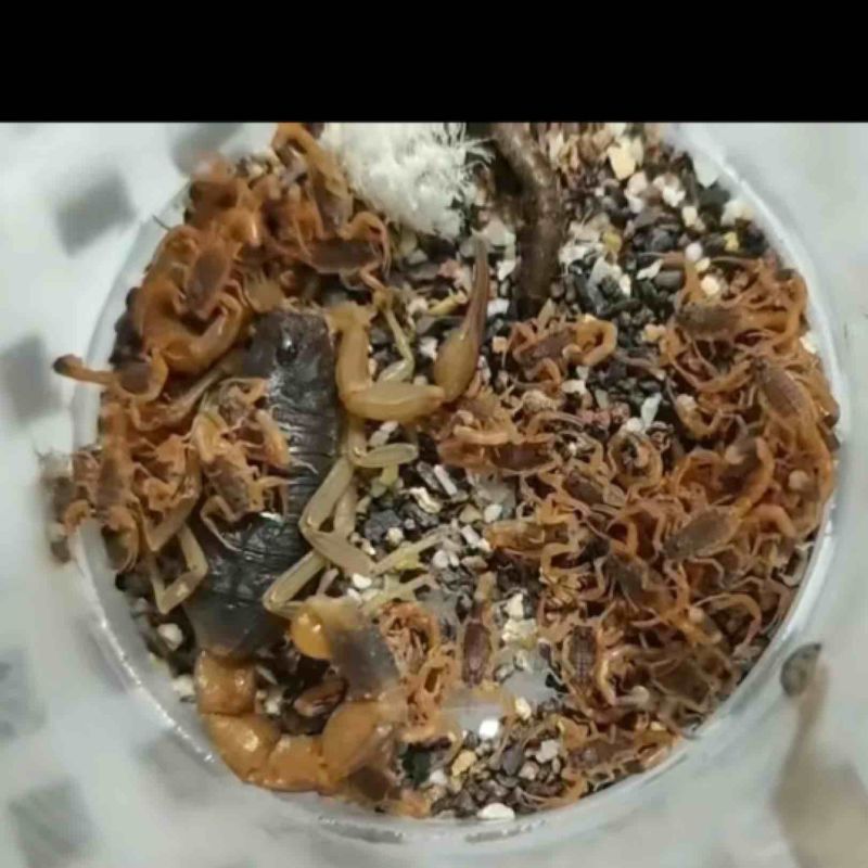 二零蝎苗