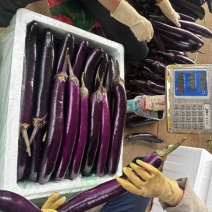 云南紫红茄电商货工厂货长期大量供应对接全国客户