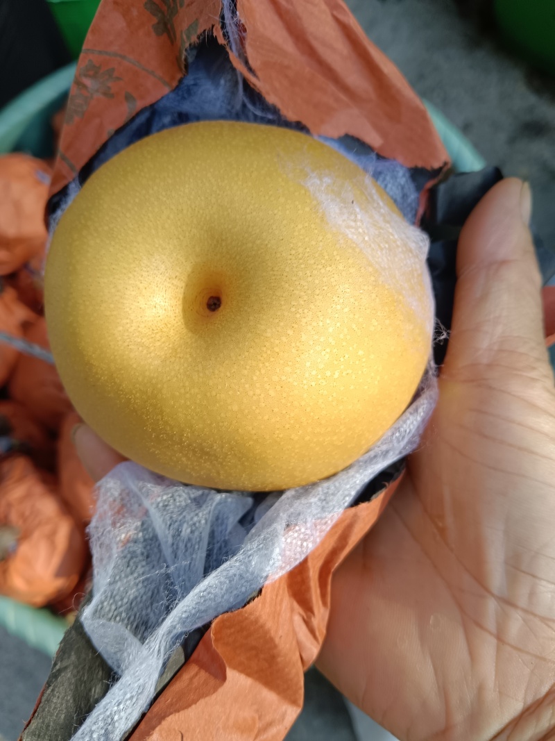 金秋梨套袋果