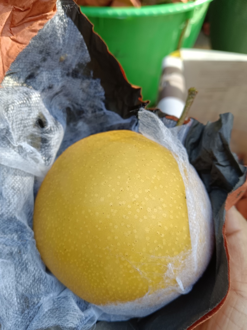 金秋梨套袋果