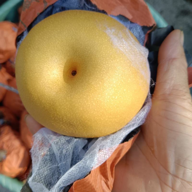 金秋梨套袋果