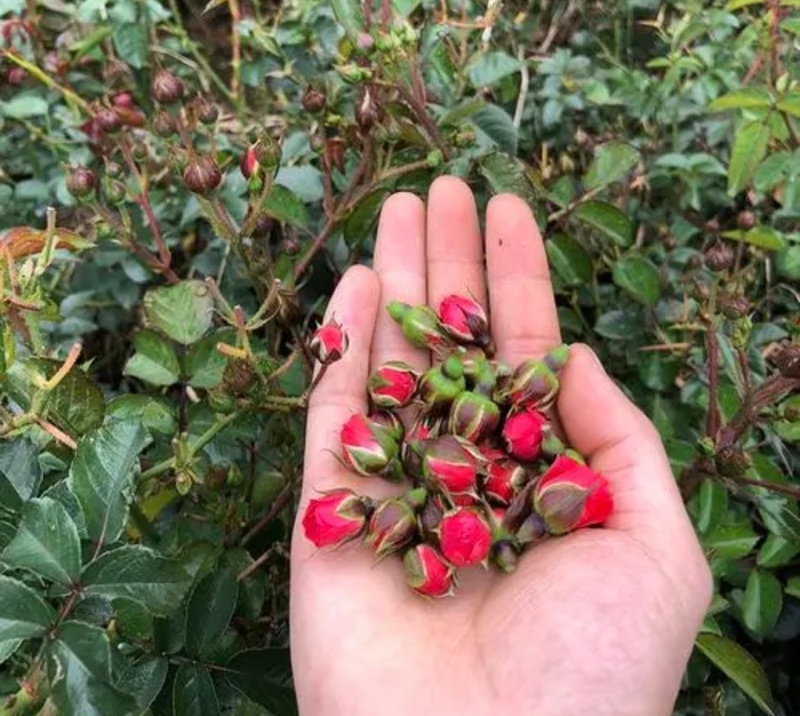 云南金边玫瑰，***，高温烘干，优质农产品，玫瑰花茶！