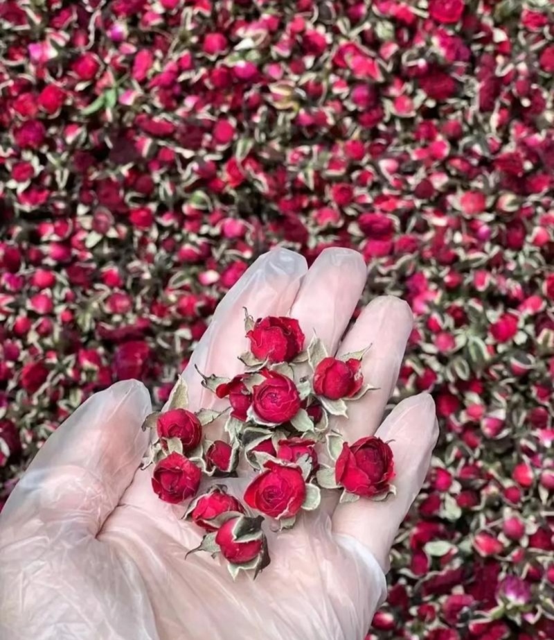 云南金边玫瑰，***，高温烘干，优质农产品，玫瑰花茶！