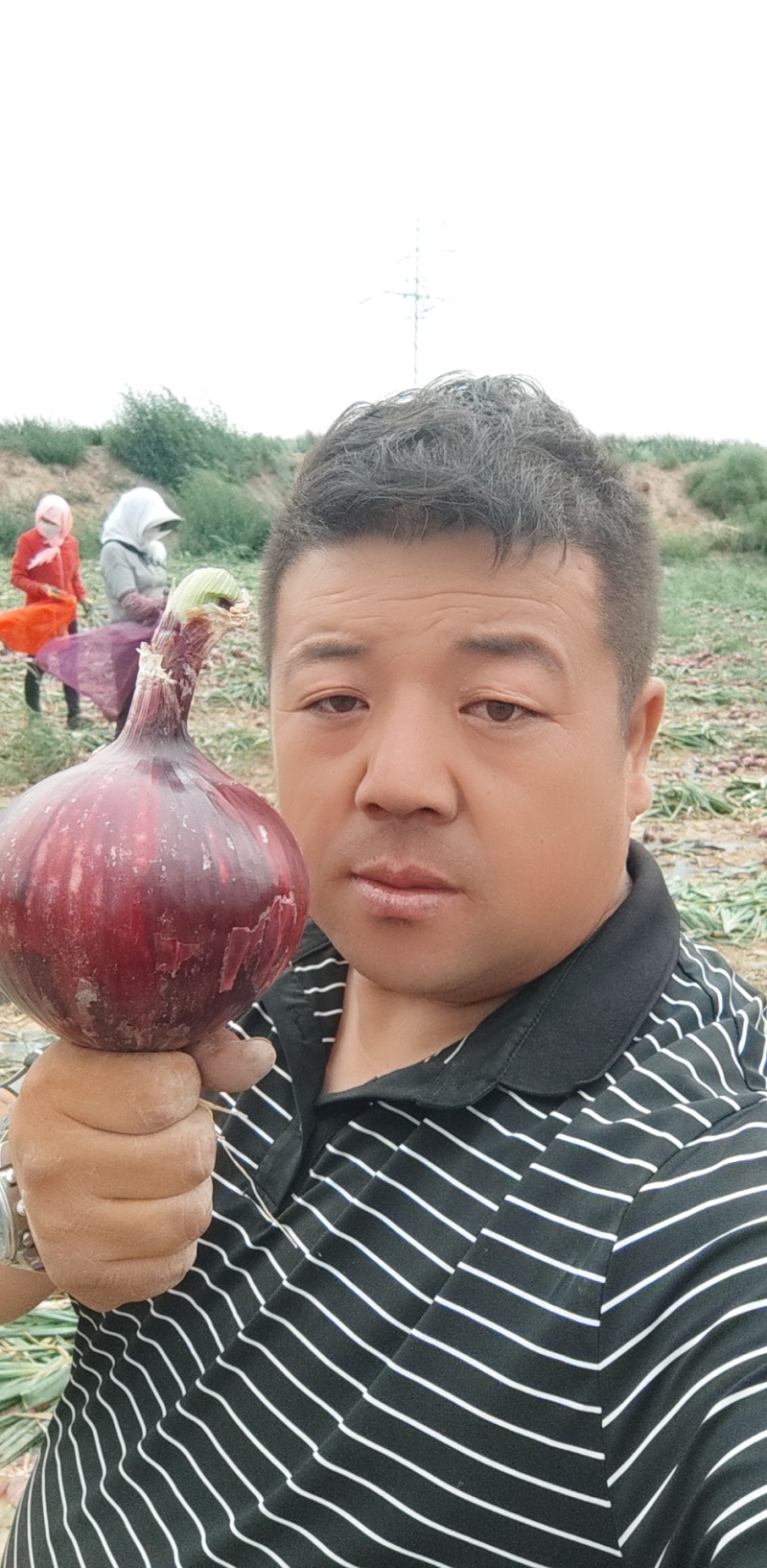 紫皮洋葱/量大从优/产地直发货源充足诚信经营可视频看货