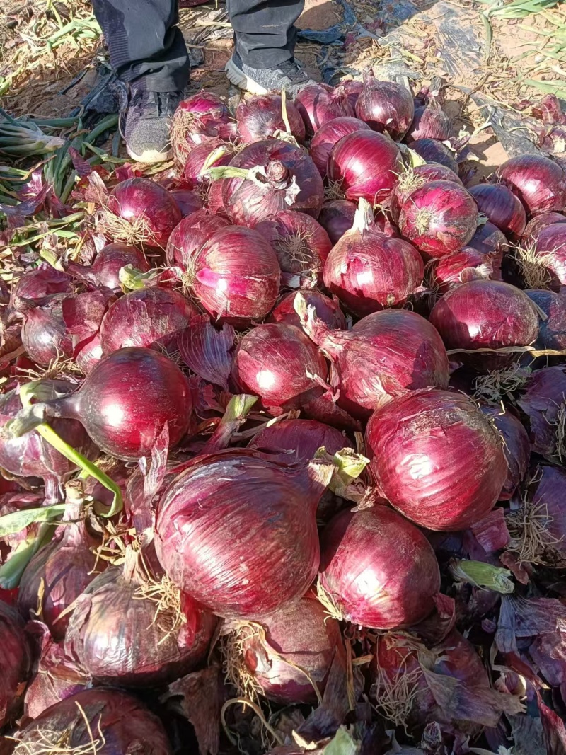 紫皮洋葱/量大从优/产地直发货源充足诚信经营可视频看货