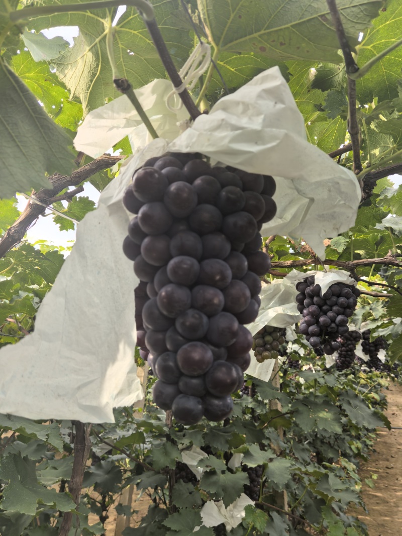 辽峰葡萄已经成熟，巨峰陆续上市