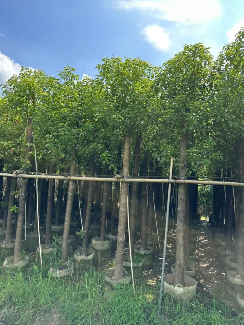 光杆香樟10～20公分基地直发规格齐全质量优质