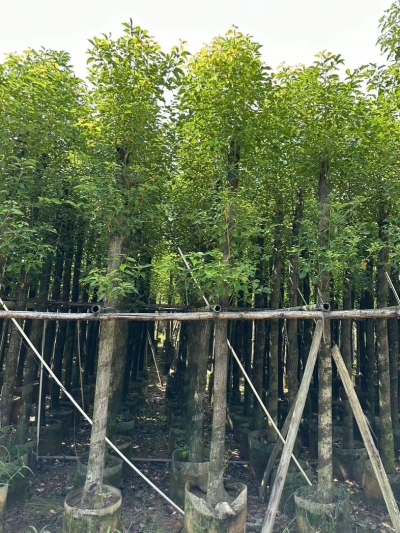 光杆香樟10～20公分基地直发规格齐全质量优质