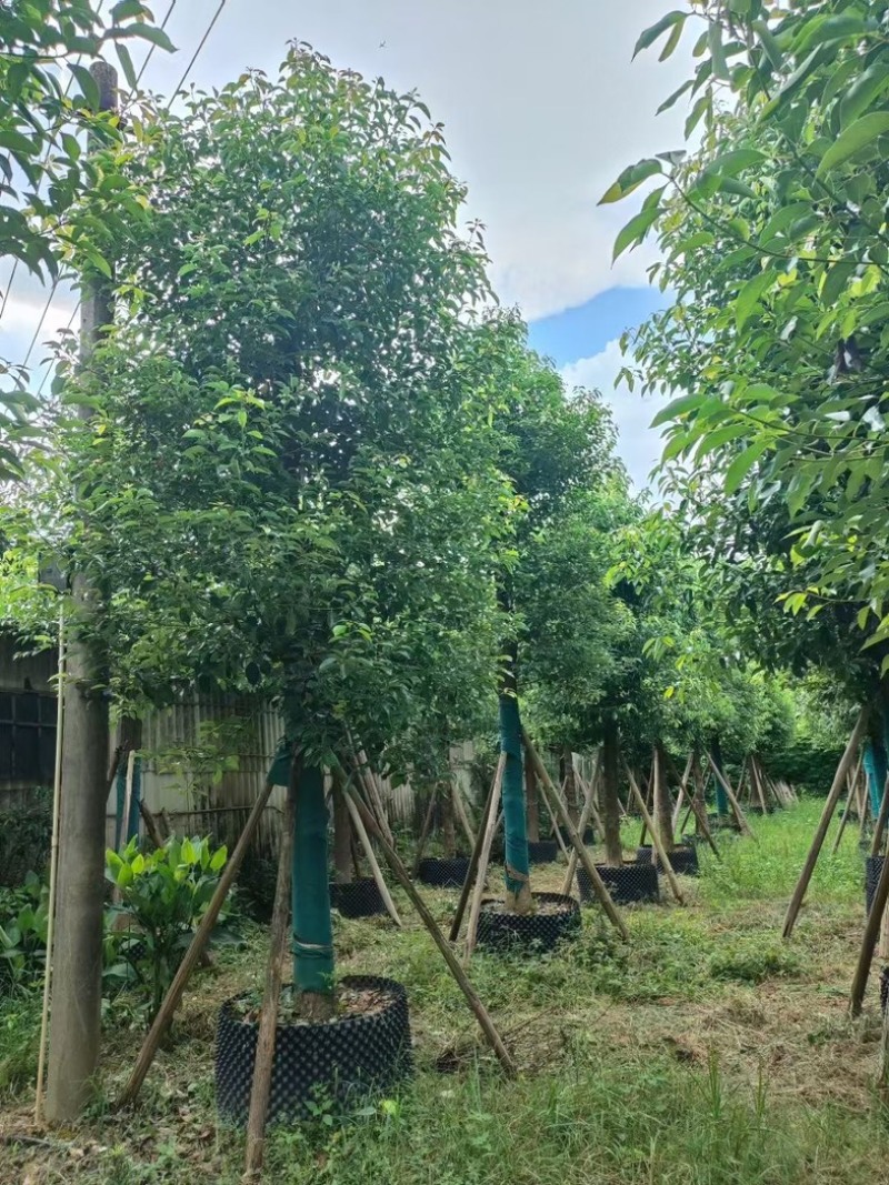 光杆香樟10～20公分基地直发规格齐全质量优质