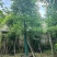 光杆香樟10～20公分基地直发规格齐全质量优质