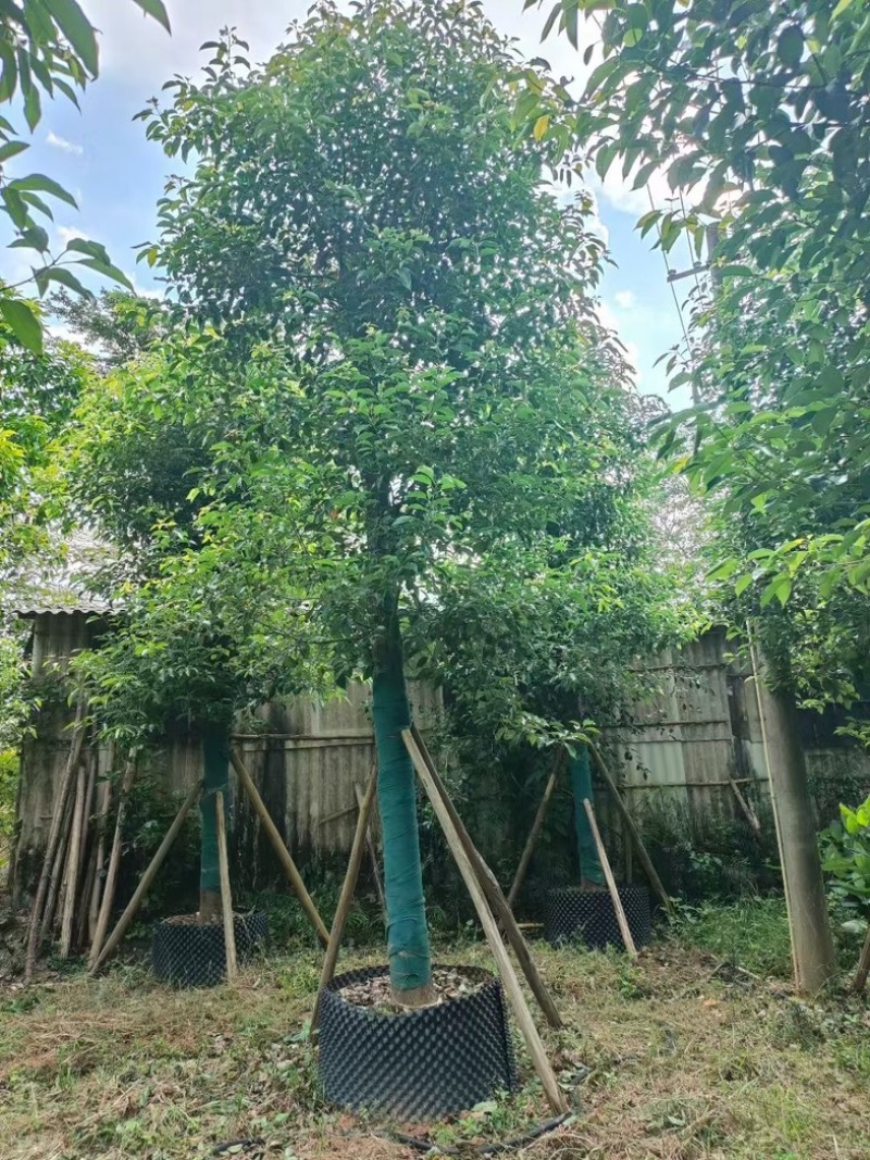 光杆香樟10～20公分基地直发规格齐全质量优质
