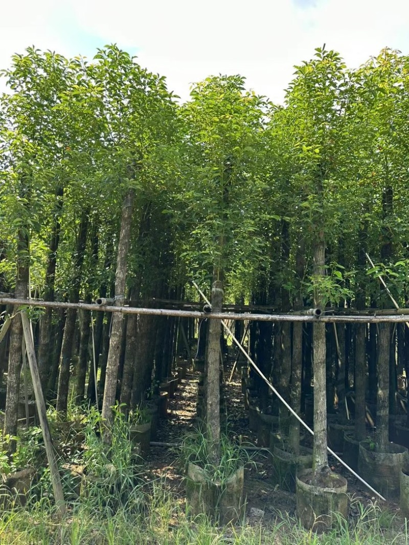 光杆香樟10～20公分基地直发规格齐全质量优质