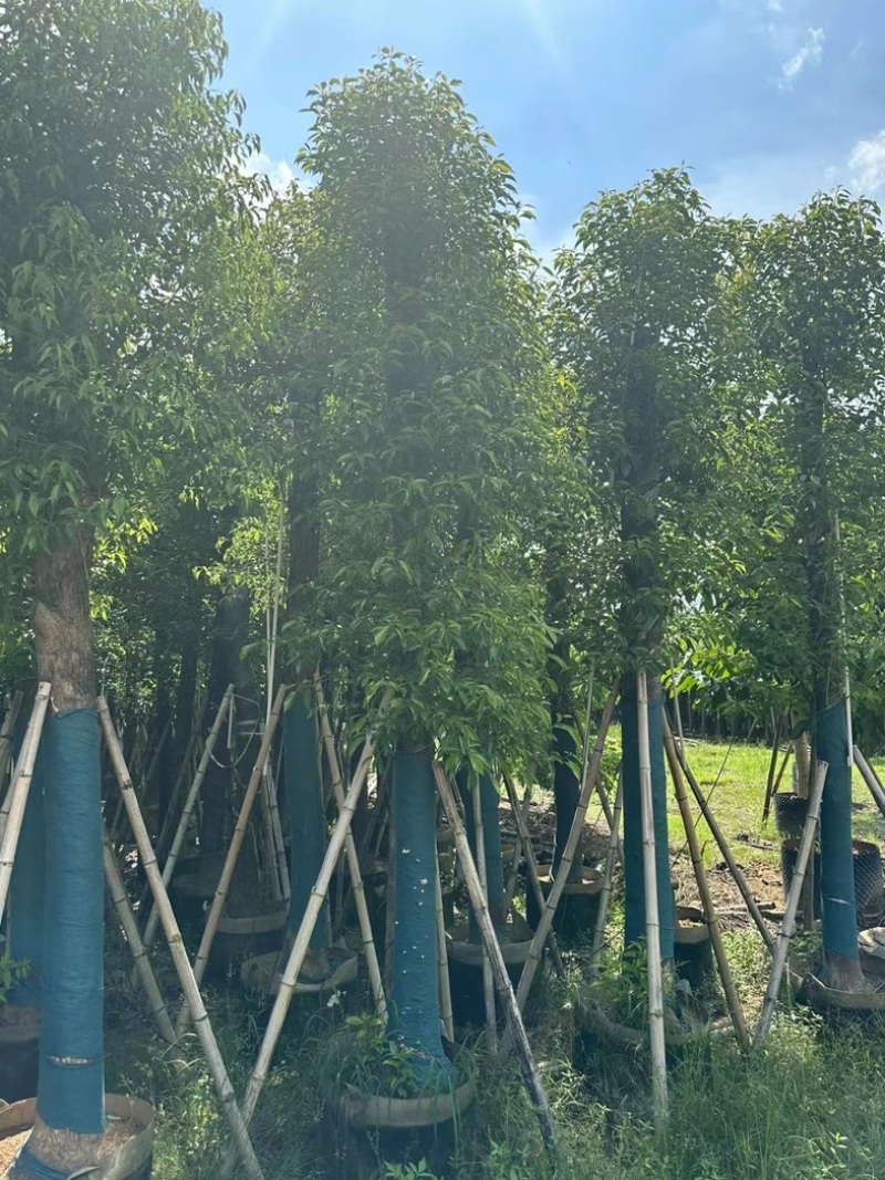 光杆香樟10～20公分基地直发规格齐全质量优质