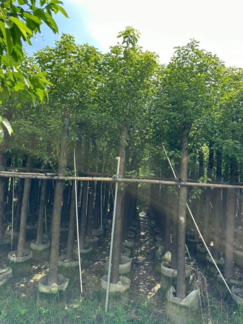 光杆香樟10～20公分基地直发规格齐全质量优质
