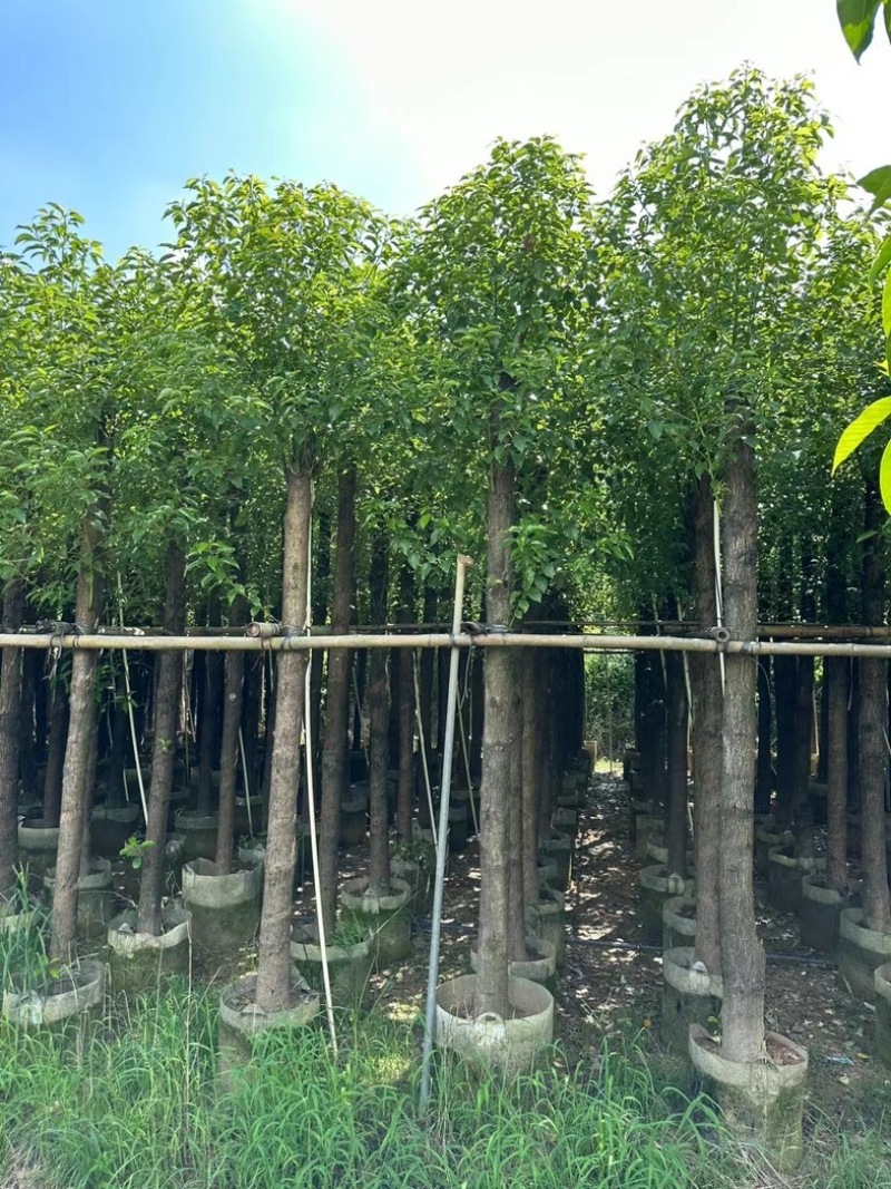 光杆香樟10～20公分基地直发规格齐全质量优质