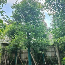 光杆香樟10～20公分基地直发规格齐全质量优质