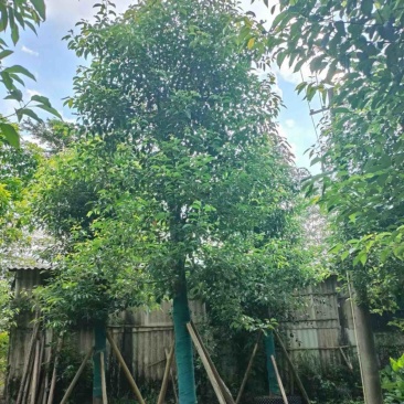 光杆香樟10～20公分基地直发规格齐全质量优质