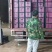 千禧圣女果河北圣女果大量供应中对接全国商超市场等