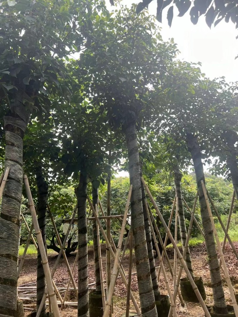 光杆秋枫5～15公分基地直发规格齐全质量优质