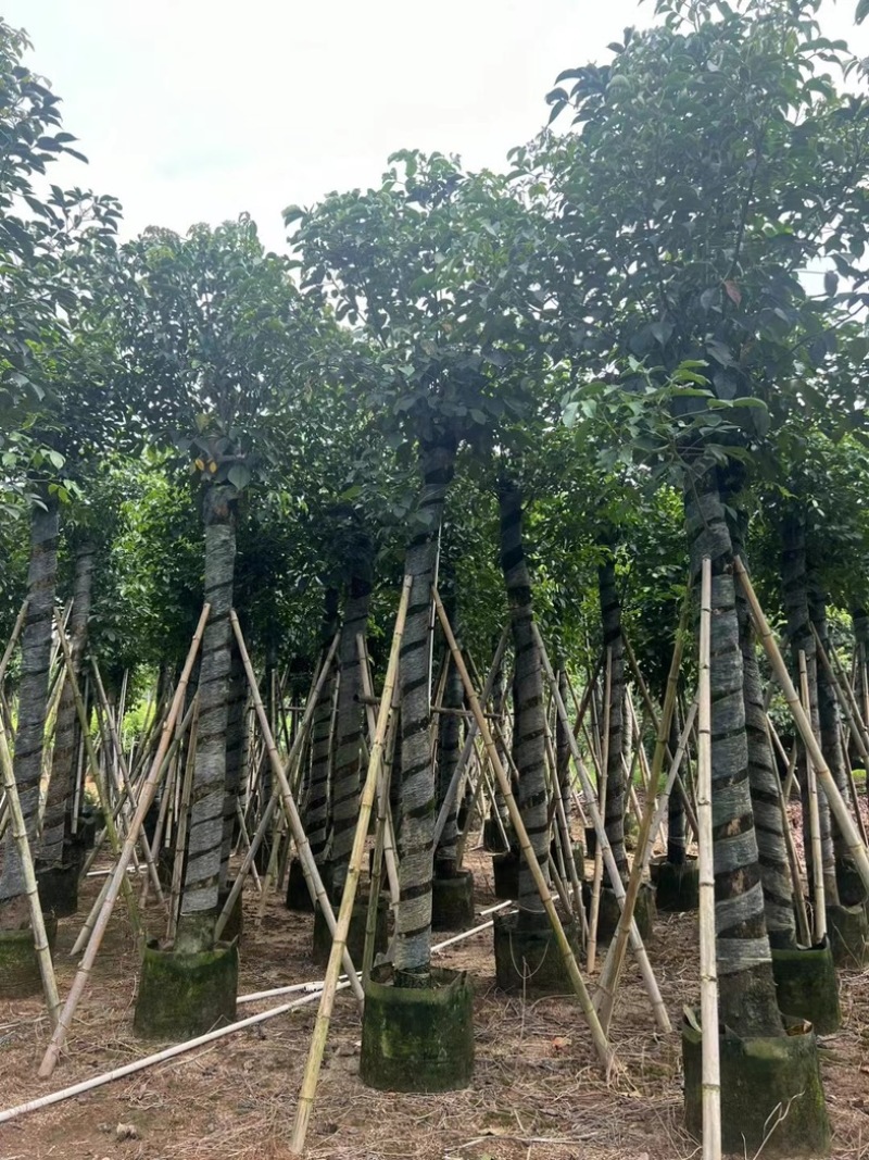 光杆秋枫5～15公分基地直发规格齐全质量优质