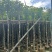 光杆秋枫5～15公分基地直发规格齐全质量优质