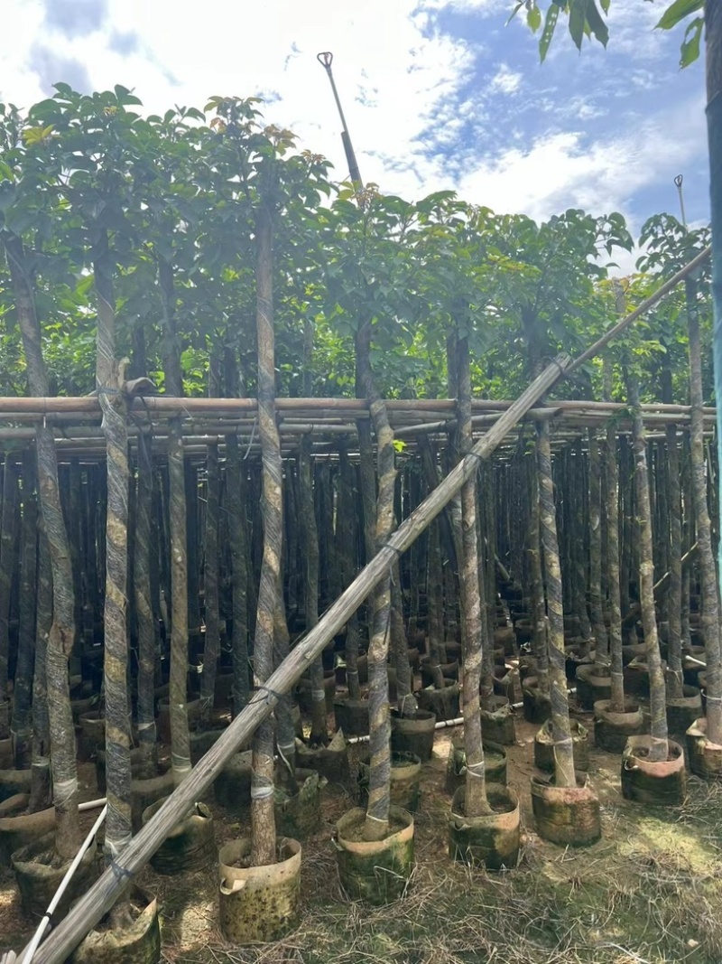 光杆秋枫5～15公分基地直发规格齐全质量优质