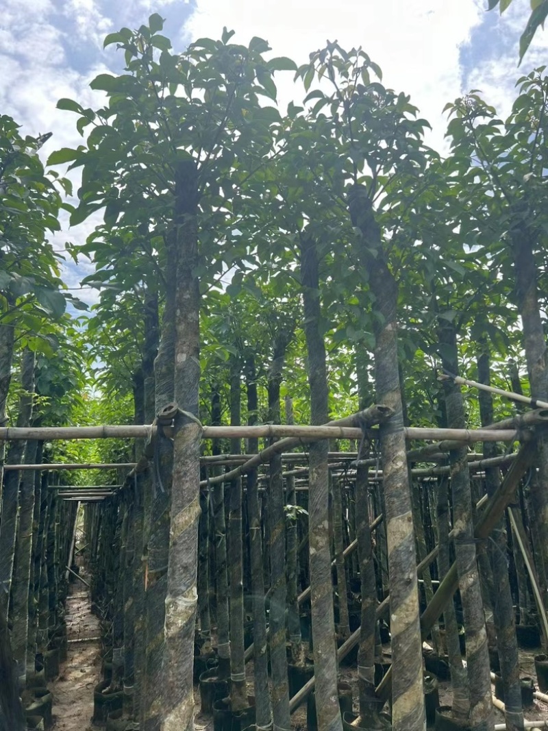 光杆秋枫5～15公分基地直发规格齐全质量优质