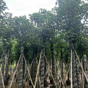 光杆秋枫5～15公分基地直发规格齐全质量优质