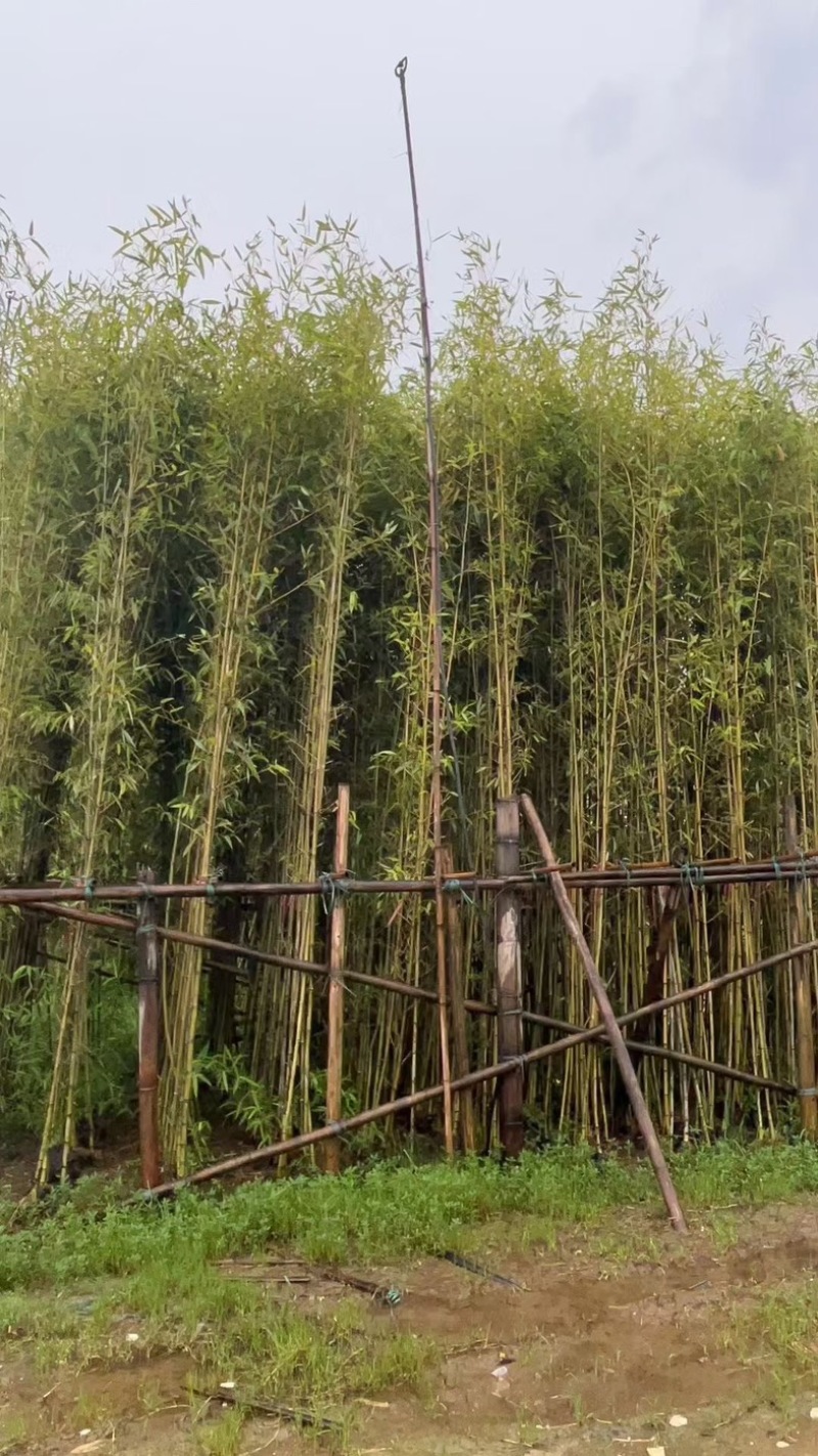 各种竹子刚竹-罗汉竹-金镶玉竹-紫竹-佛肚竹-琴丝竹等等