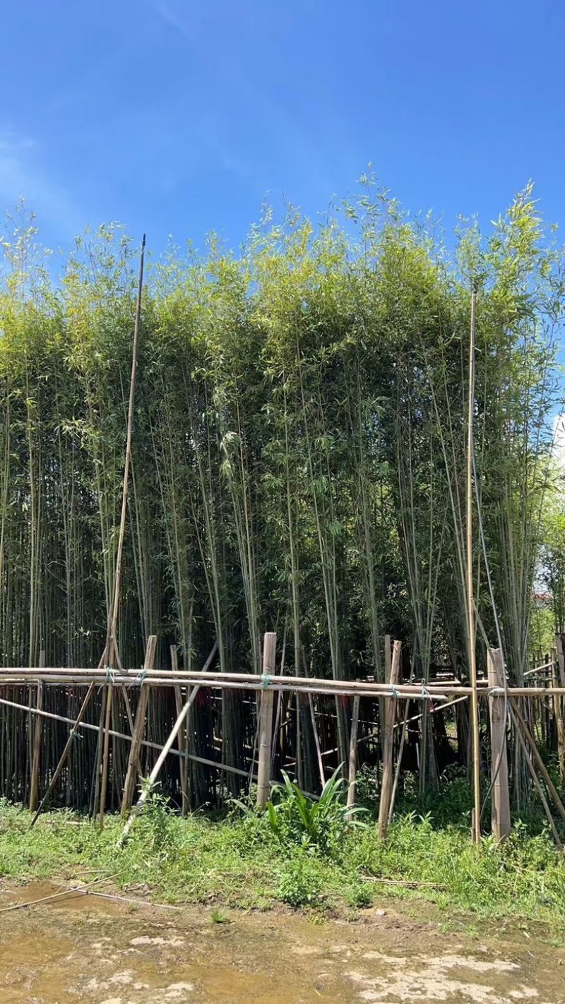 各种竹子刚竹-罗汉竹-金镶玉竹-紫竹-佛肚竹-琴丝竹等等