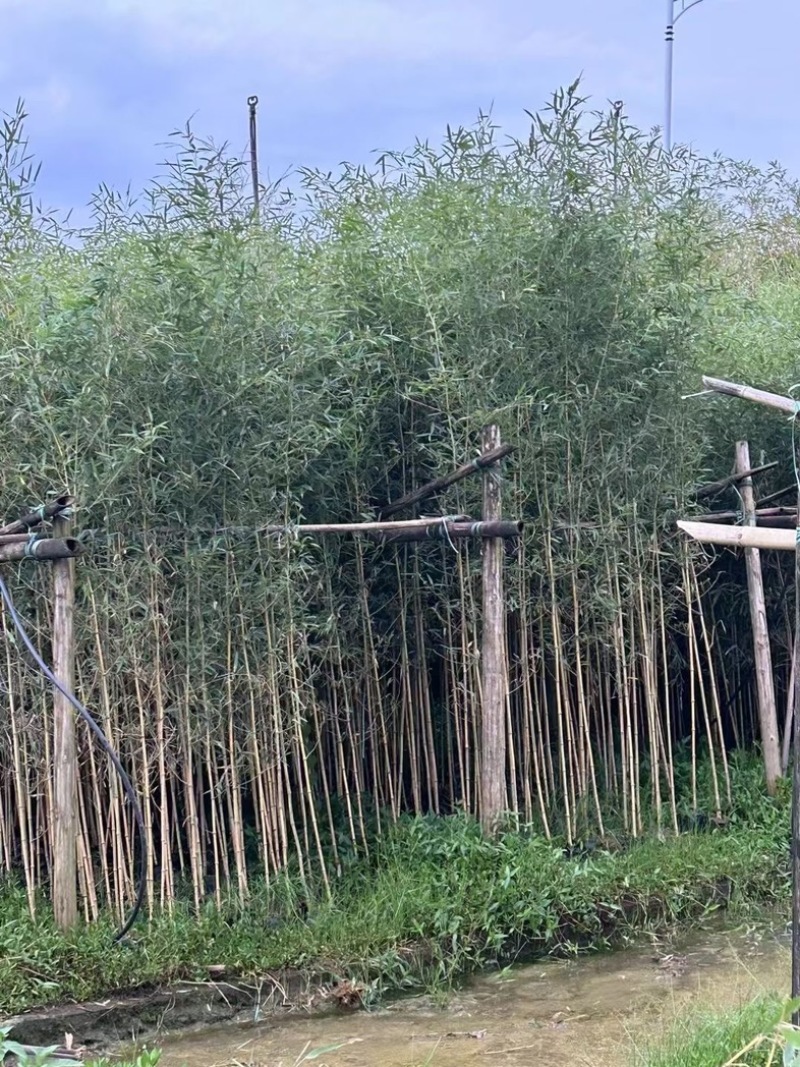 各种竹子刚竹-罗汉竹-金镶玉竹-紫竹-佛肚竹-琴丝竹等等
