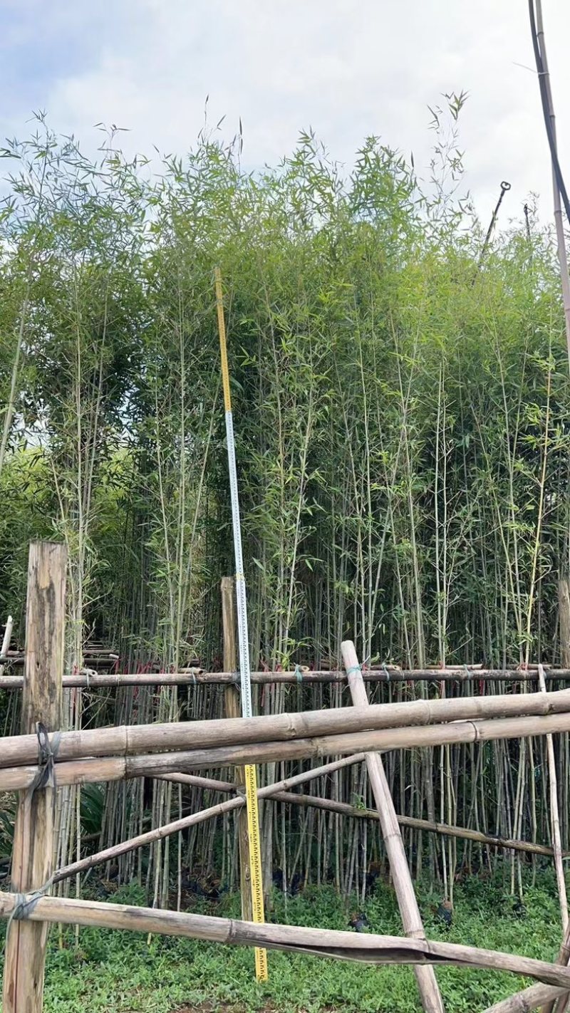 各种竹子刚竹-罗汉竹-金镶玉竹-紫竹-佛肚竹-琴丝竹等等
