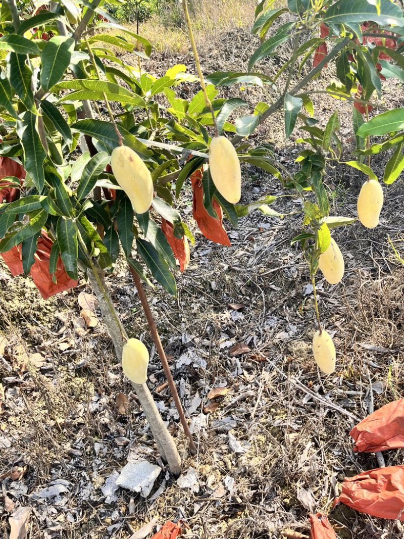 景东晚熟芒物美价廉，规格齐全，欢迎老板选购