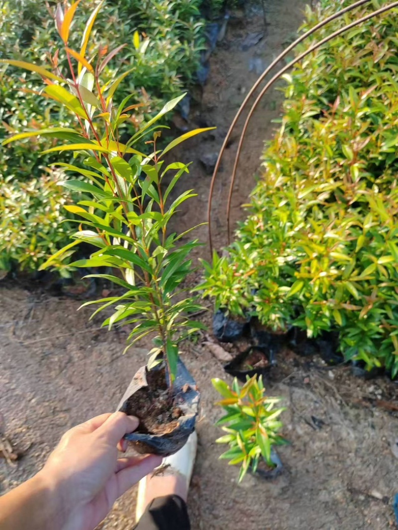 红车小杯中杯基地直发规格齐全质量优质欢迎老板来电