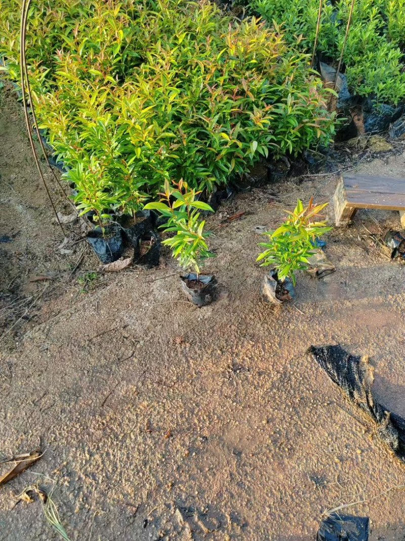 红车小杯中杯基地直发规格齐全质量优质欢迎老板来电